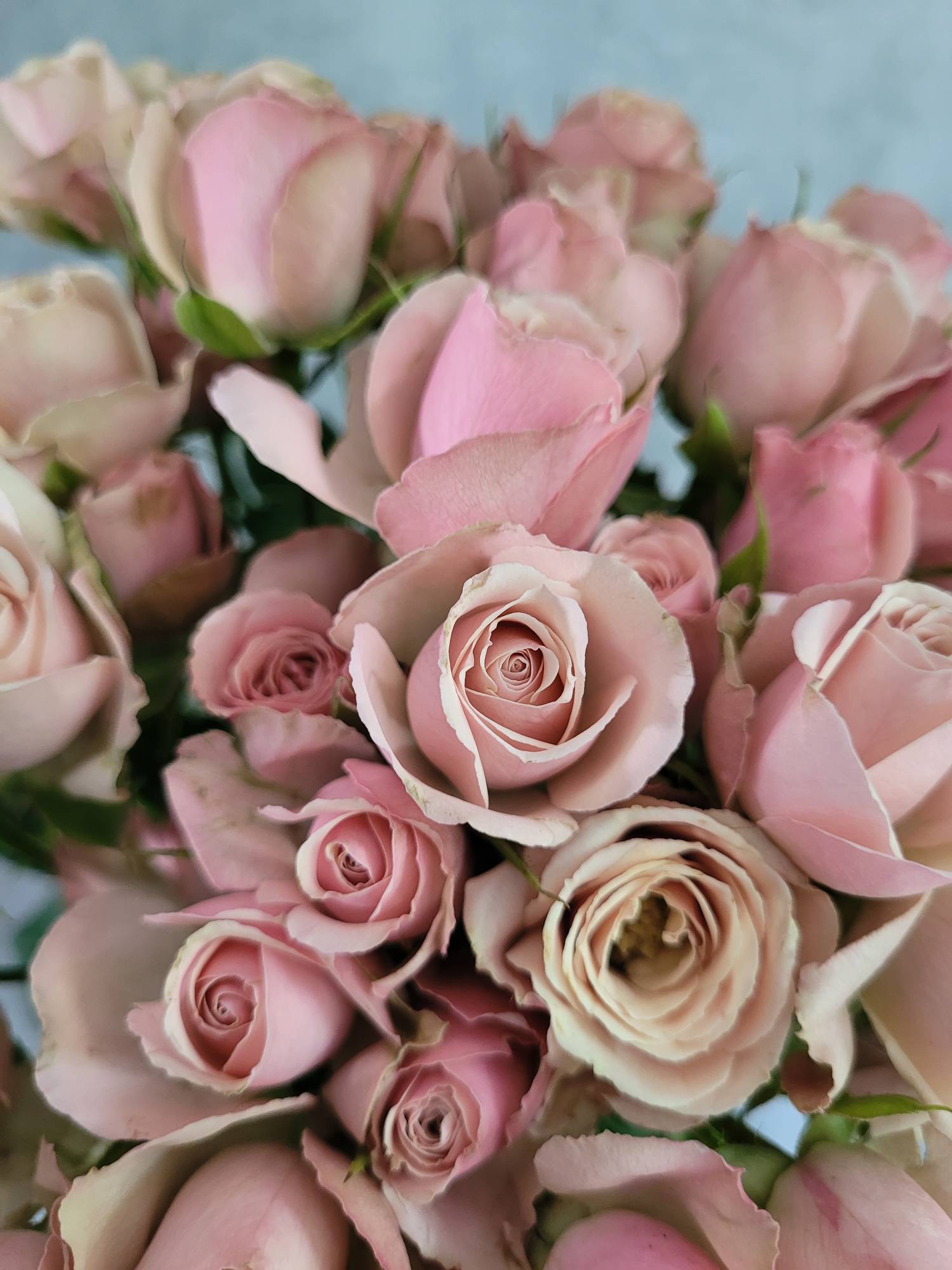 blumigo-rosen-destini-verzweigt-schnittrose-creme-ros image 2