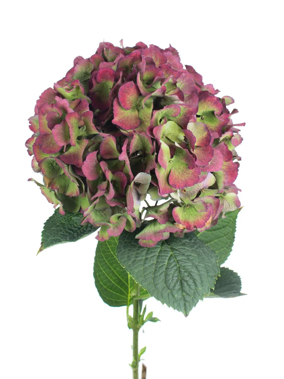 blumigo-saphir-classic-hortensie-gr-n-rot-einzelstiel image 1
