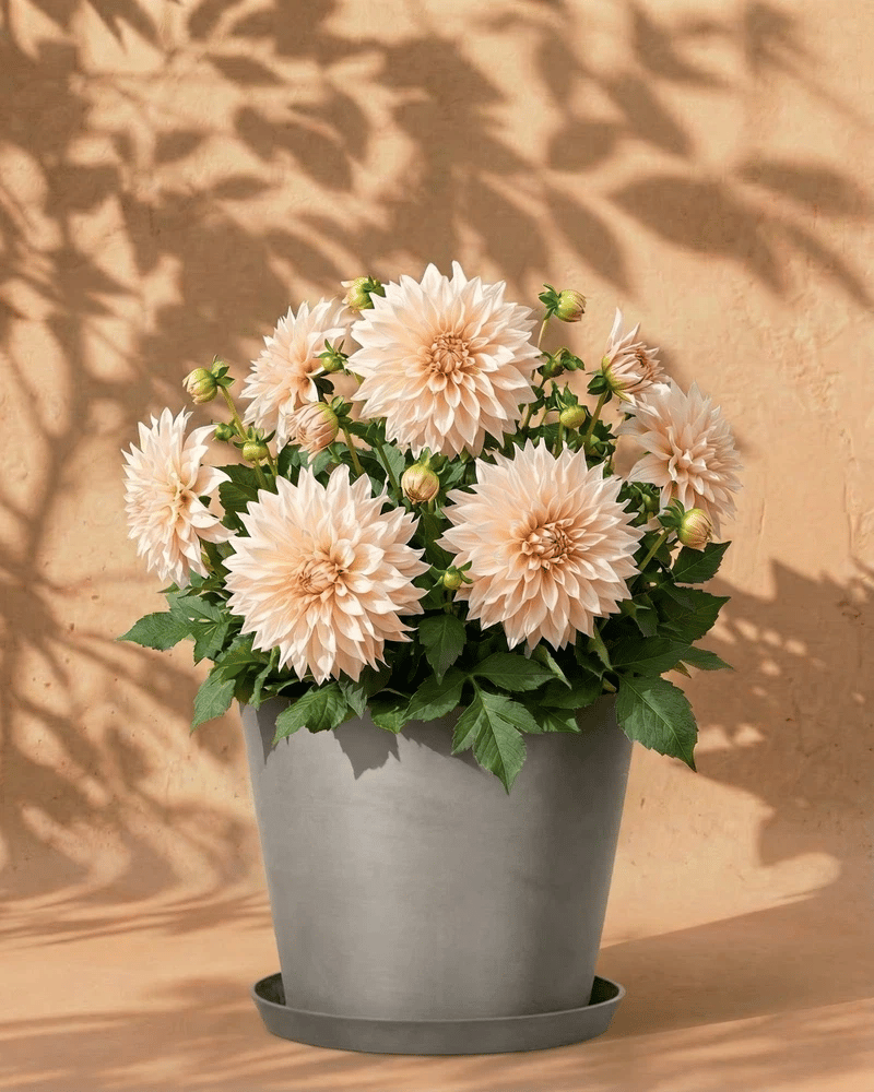 feey-amsterdam-dahlien-beige-3-stk-blumenzwiebeln-cafe-au-lait image 6
