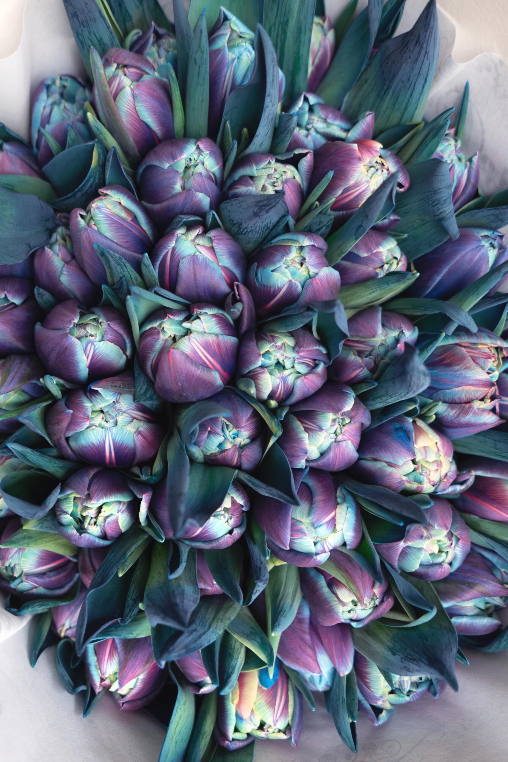 blumigo-tulpen-double-bubble-gef-llte-tulpen-blau image 5