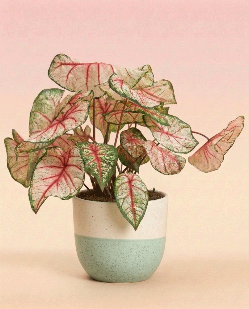 feey-variado-caladium-rhapsody-zimmerpflanze-ohne-topf image 4