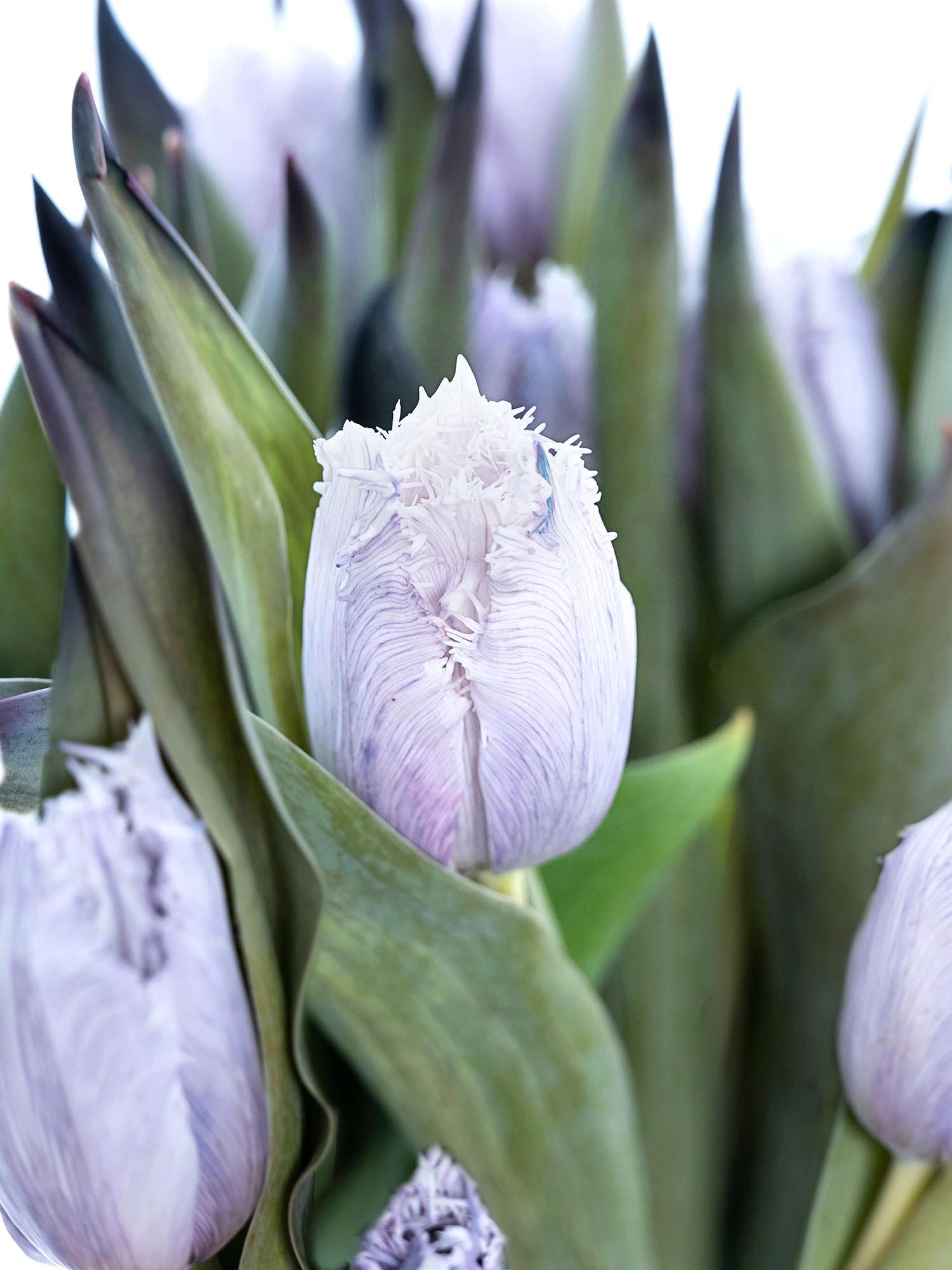 blumigo-tulpen-fringed-grey-schnittblume-grau-gefranst image 2