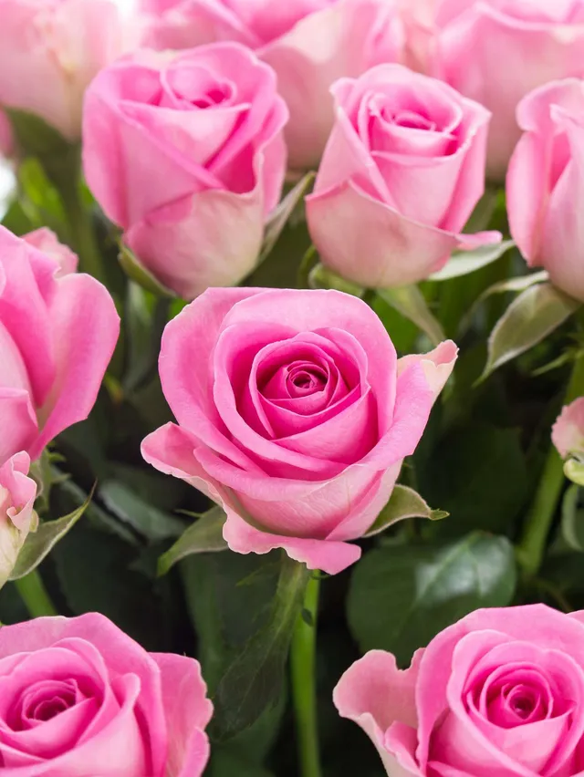 blumigo-rosen-aqua-rosa-frische-schnittblumen image 1