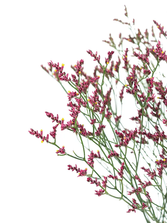 blumigo-blattwerk-strandflieder-scar-diamond-limonium-pink-gelb image 1