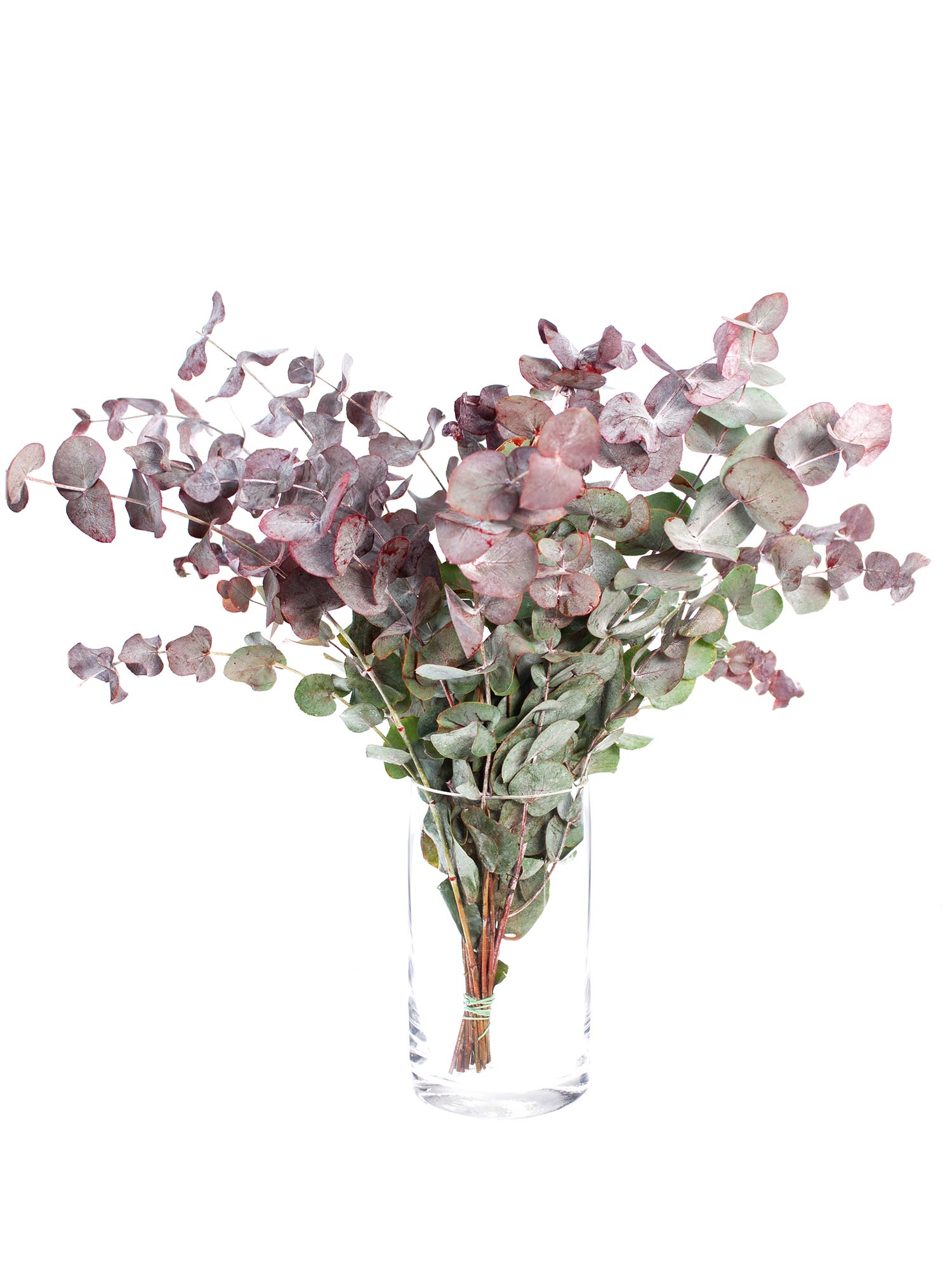 blumigo-eukalyptus-cinerea-painted-rot-zweige image 3
