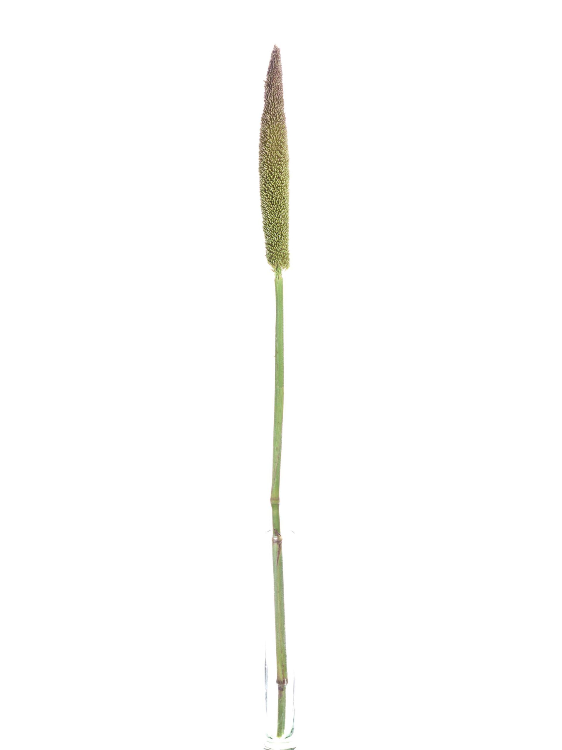 blumigo-pennisetum-lampenputzergras-bindegr-n image 3
