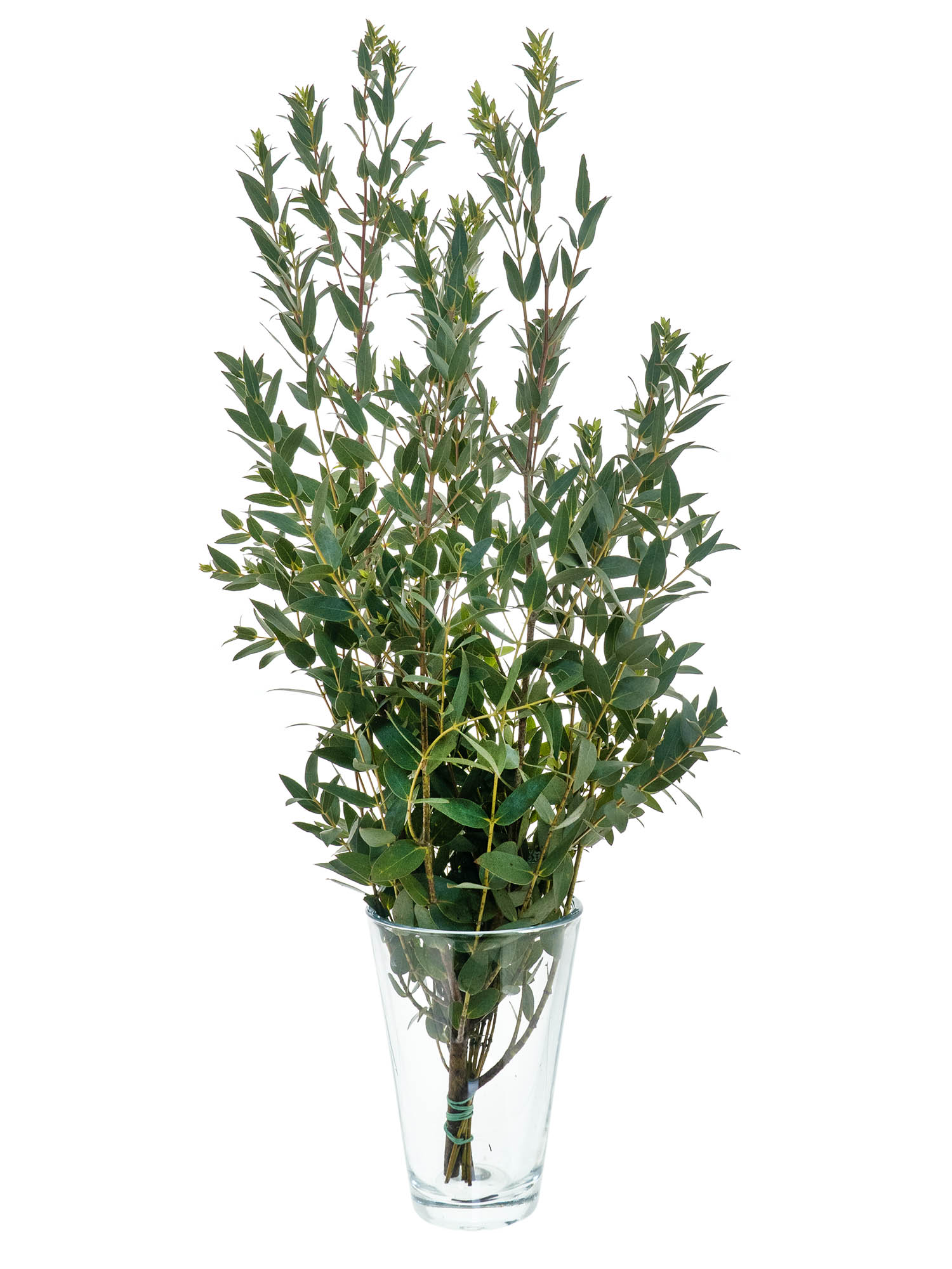 blumigo-eukalyptus-parvifolia-gr-n-schnittgr-n-deko-frisch image 3