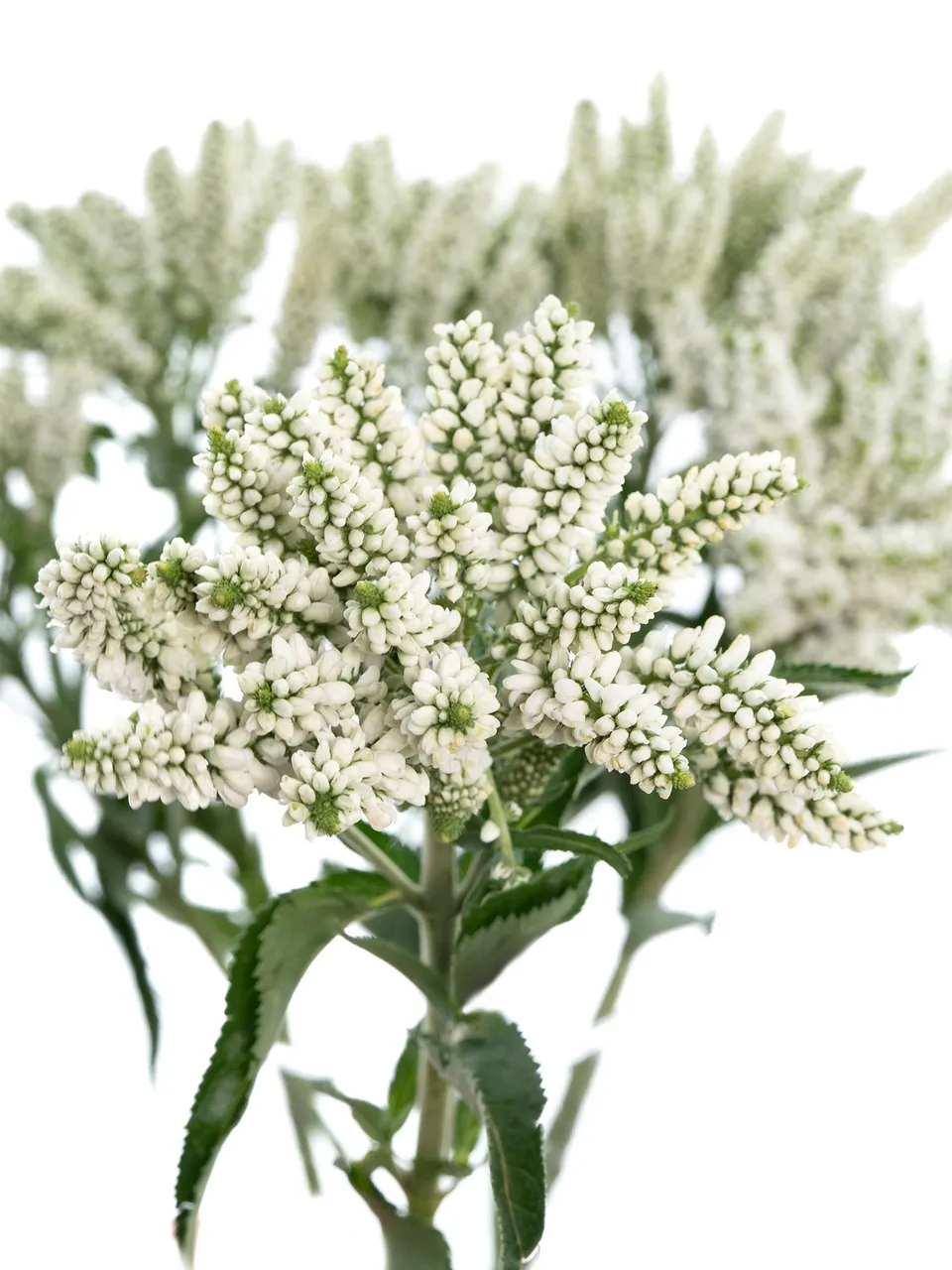blumigo-veronica-smart-wave-bindegr-n-wei image 1