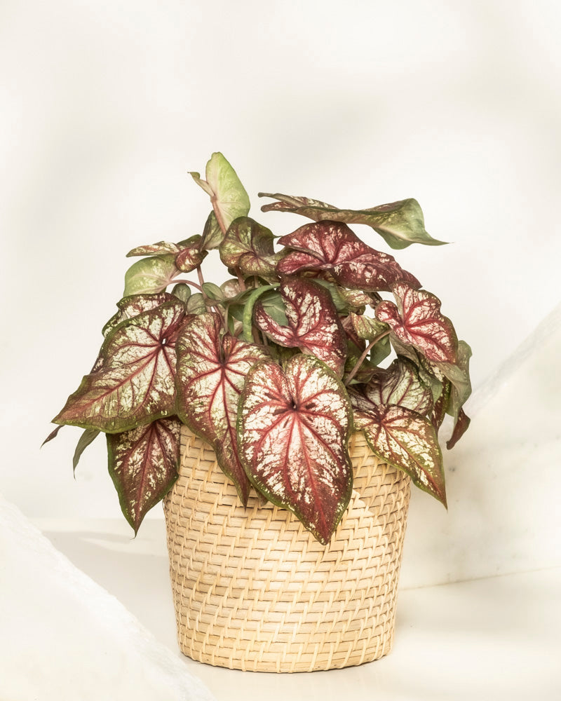 feey-variado-caladium-bicolor-zimmerpflanze-bunte-bl-tter image 6
