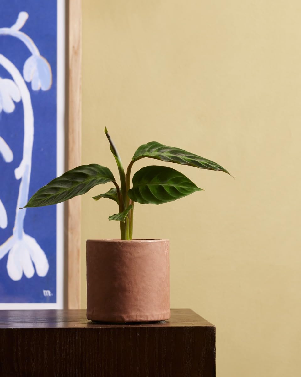 plnts-babyplnts-calathea-warscewiczii-zimmerpflanze-12-cm image 6