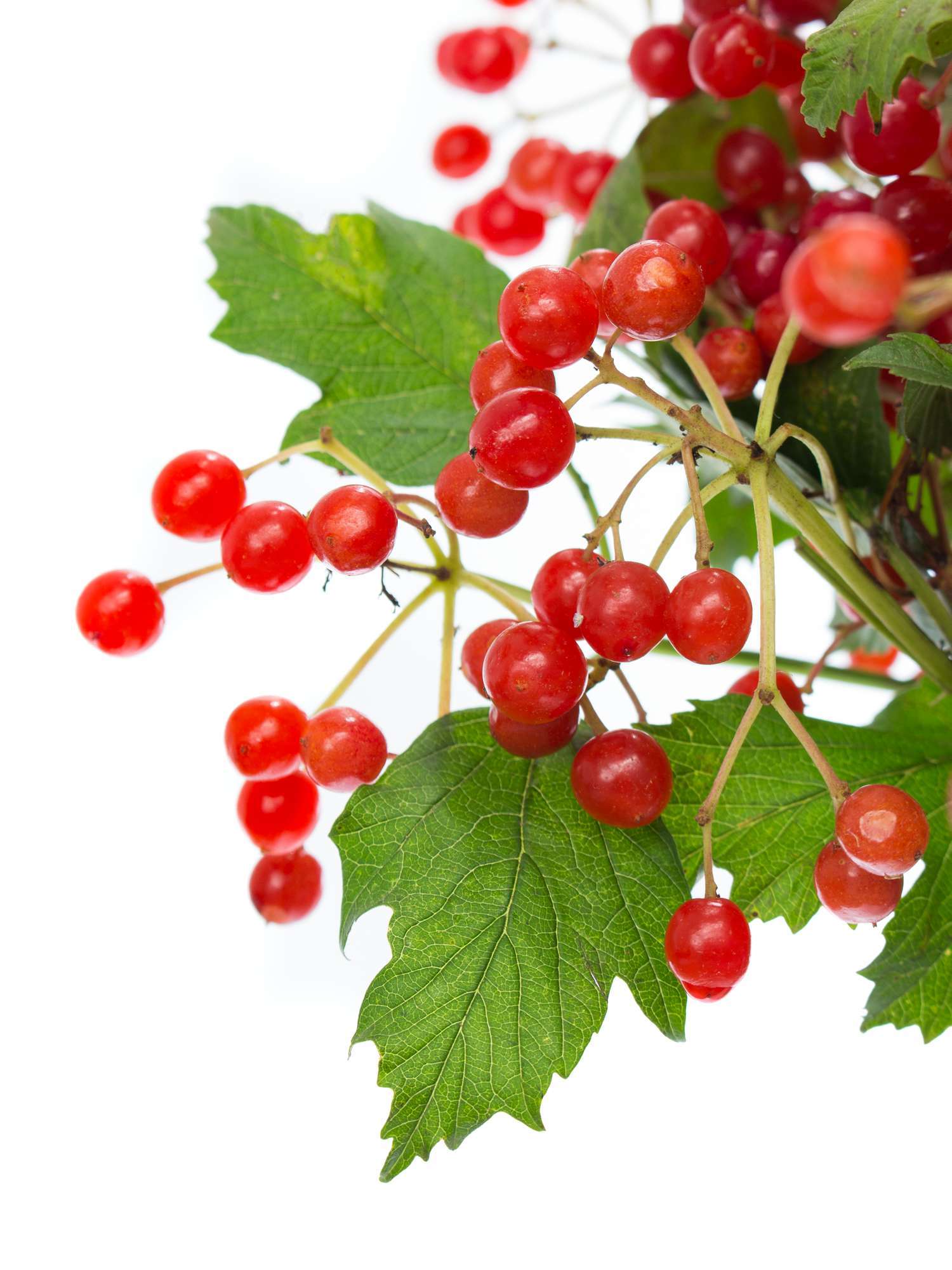 blumigo-zwergschneeball-compactum-roter-beerenzweig image 1
