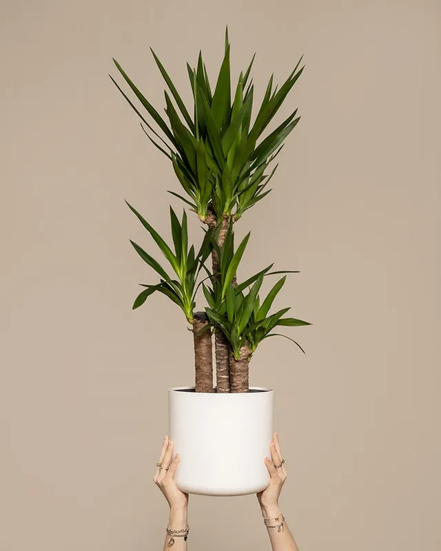 feey-variado-gro-e-yucca-xl-zimmerpflanze-yucca-palme image 1