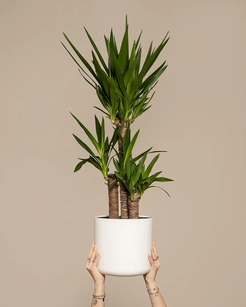 feey-variado-gro-e-yucca-xl-zimmerpflanze-yucca-palme image 1