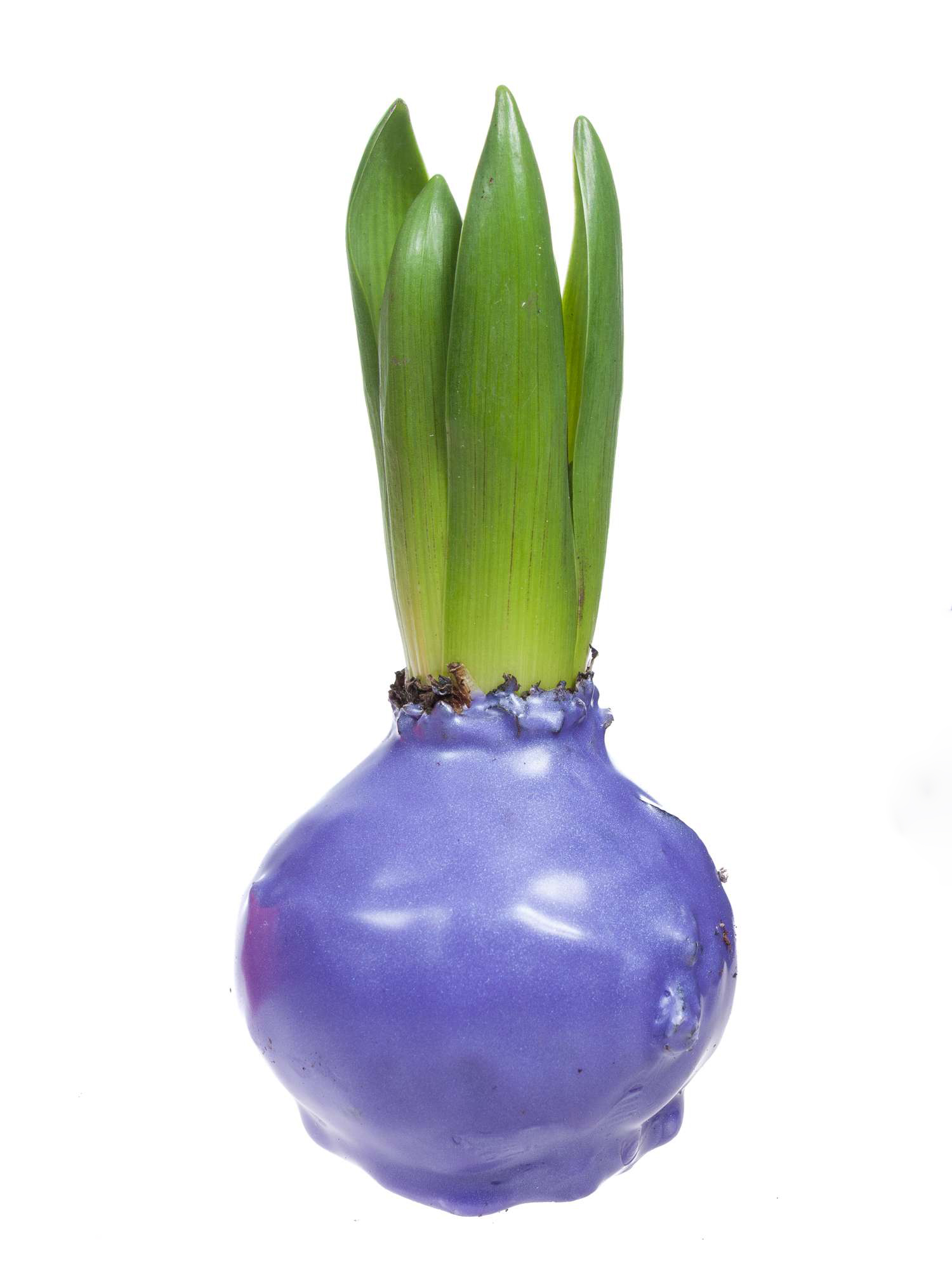 blumigo-fr-hlingsknollen-hyazinthen-gewachst-lavendel image 1