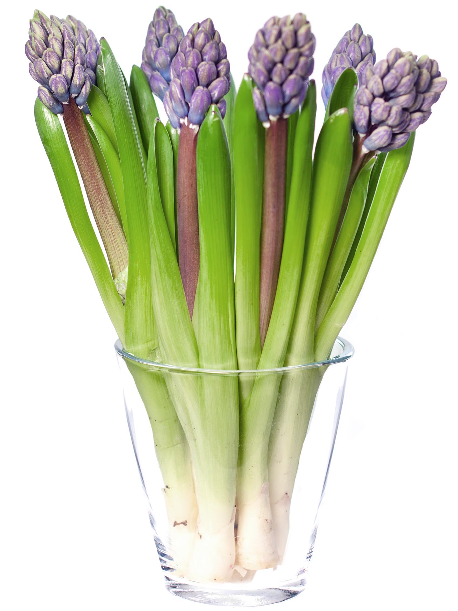 blumigo-hyazinthen-chicago-schnittblume-blau-violett image 2