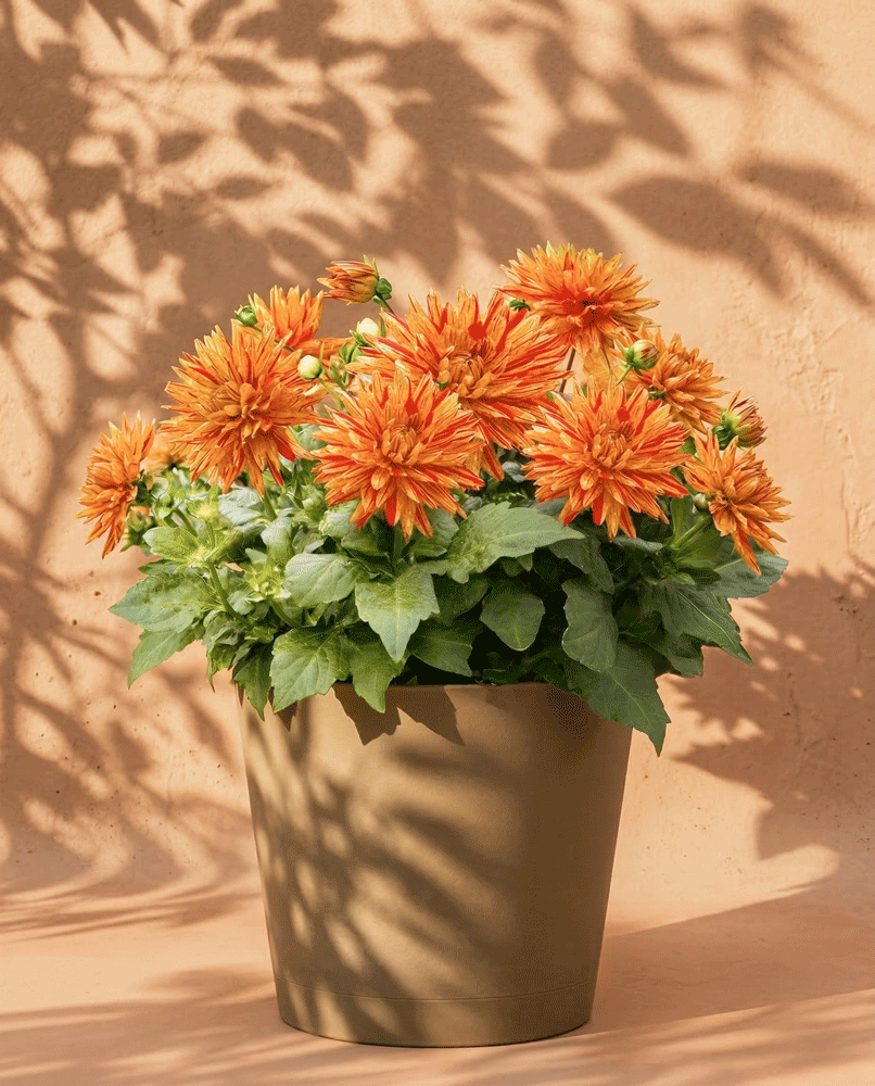 feey-amsterdam-dahlien-hellorange-3-knollen-sommer image 5