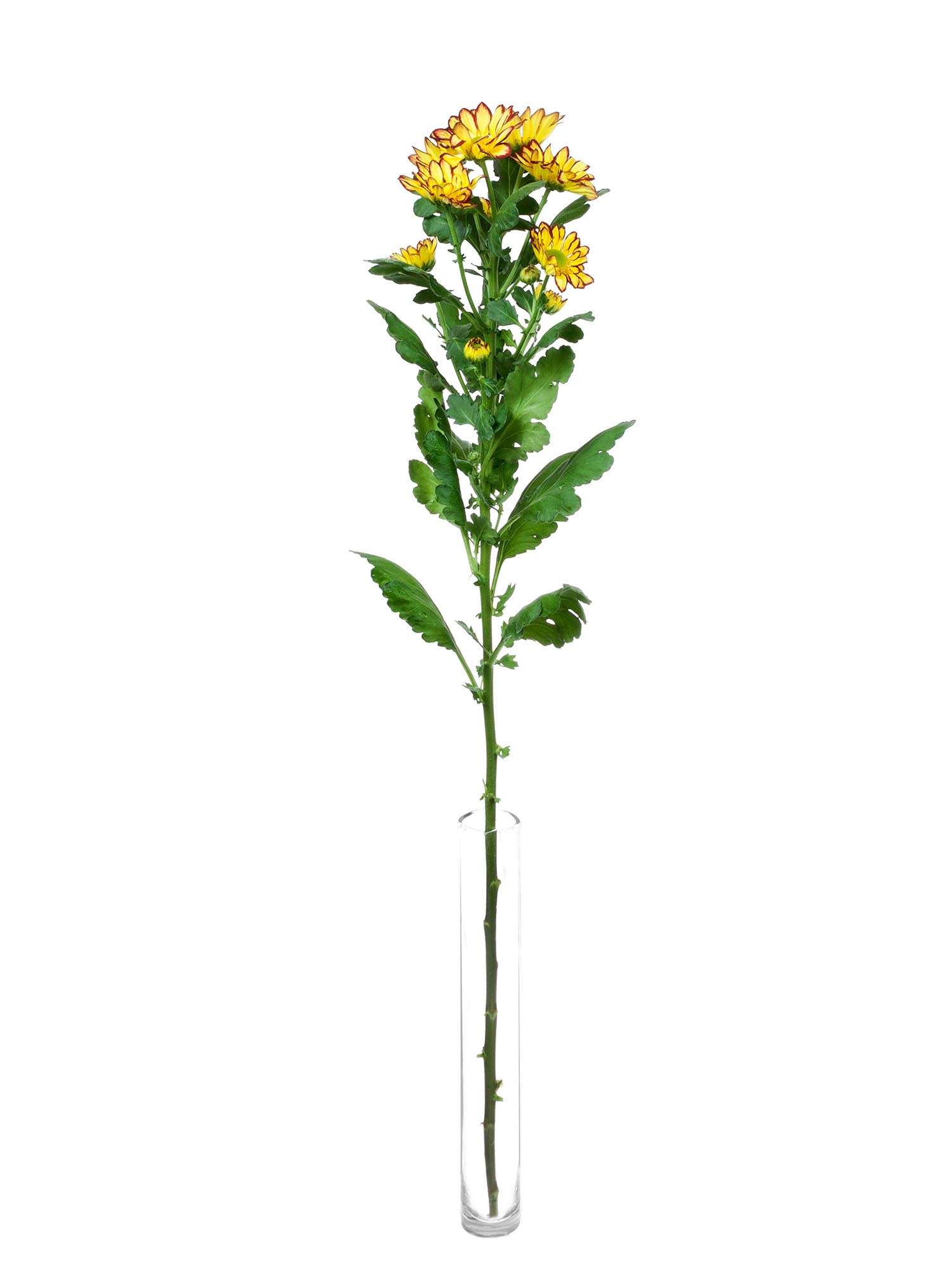 blumigo-chrysanthemen-roma-festa-gelb-rot-schnittblume image 3