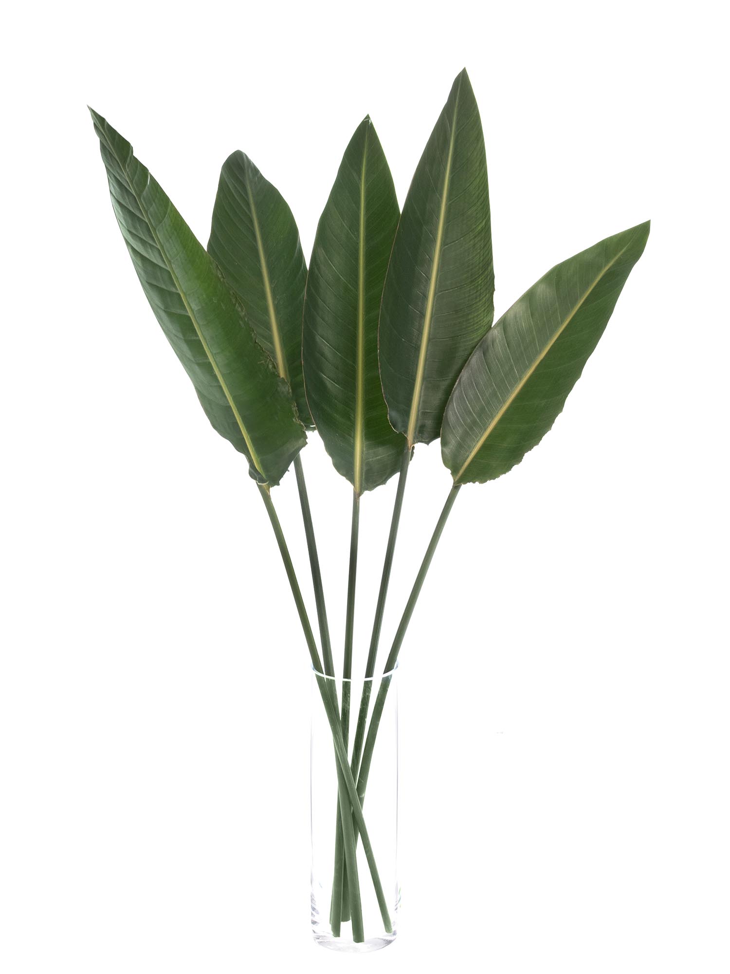 blumigo-blattwerk-strelitzienbl-tter-bindegr-n-gr-n-einzeln image 2