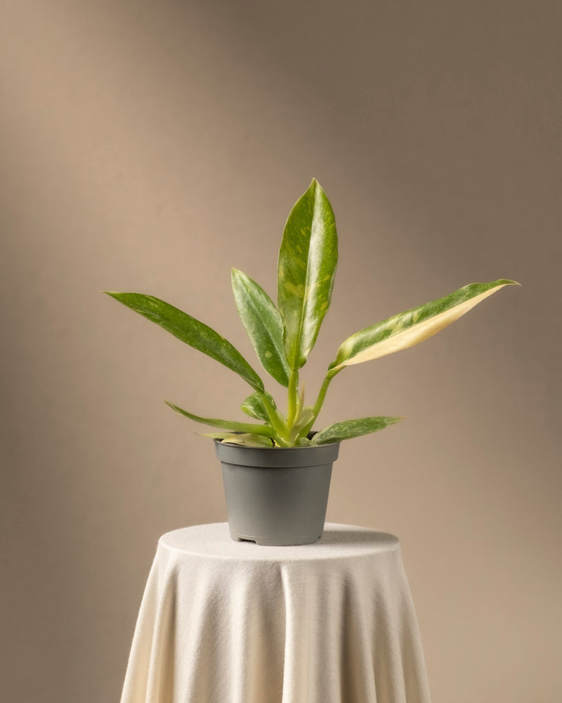 feey-ring-of-fire-philodendron-babypflanze-ohne-bertopf-rarit-t image 3