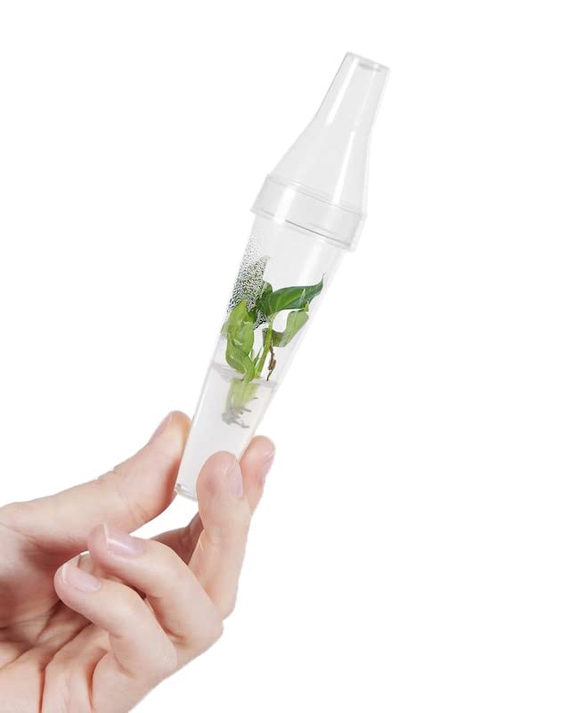 plnts-babyplnts-philodendron-verrucosum-babypflanze-13cm-pflegeleicht image 5