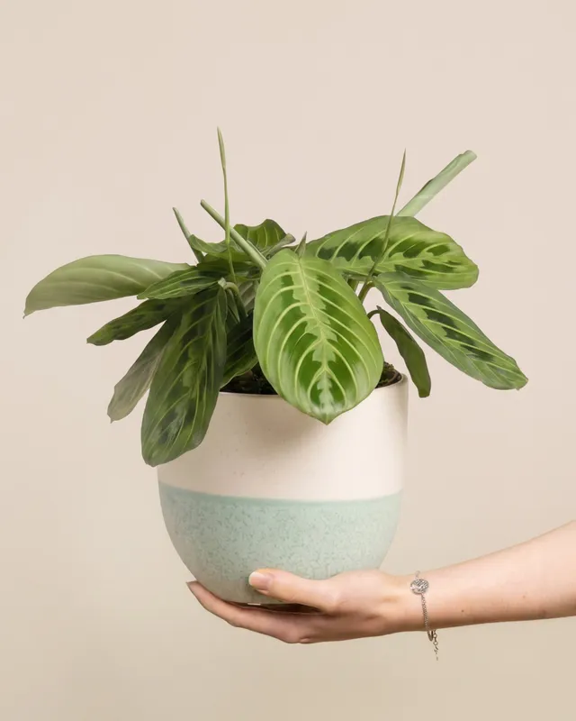 feey-variado-maranta-lemon-lime-zimmerpflanze-ohne-bertopf-2 image 1