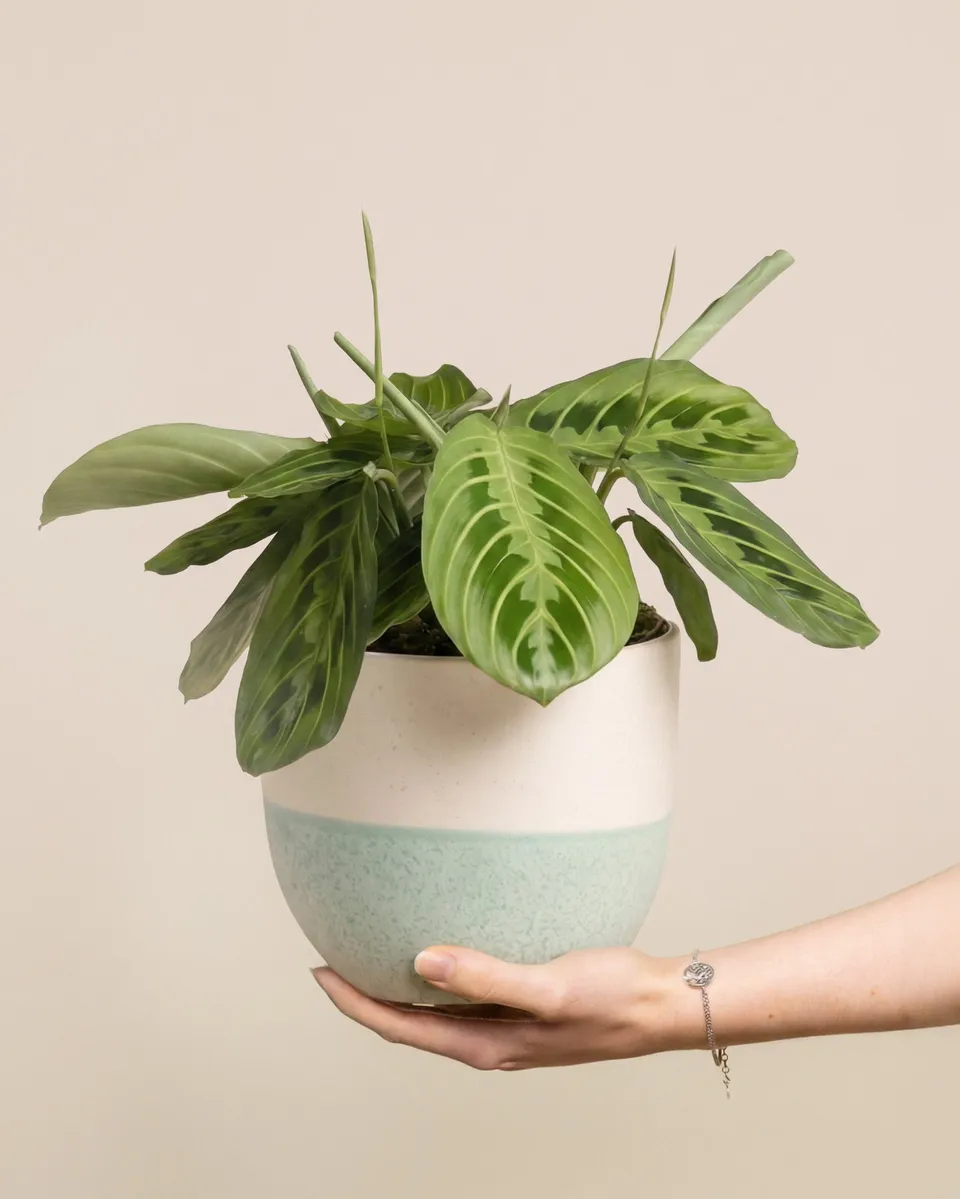feey-variado-maranta-lemon-lime-zimmerpflanze-ohne-bertopf-2 image 1