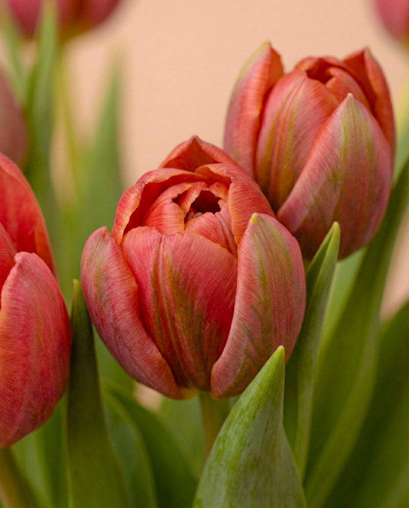 feey-rilio-tulpen-herzklopfen-10-stk-tiefrot-schnittblumen image 6