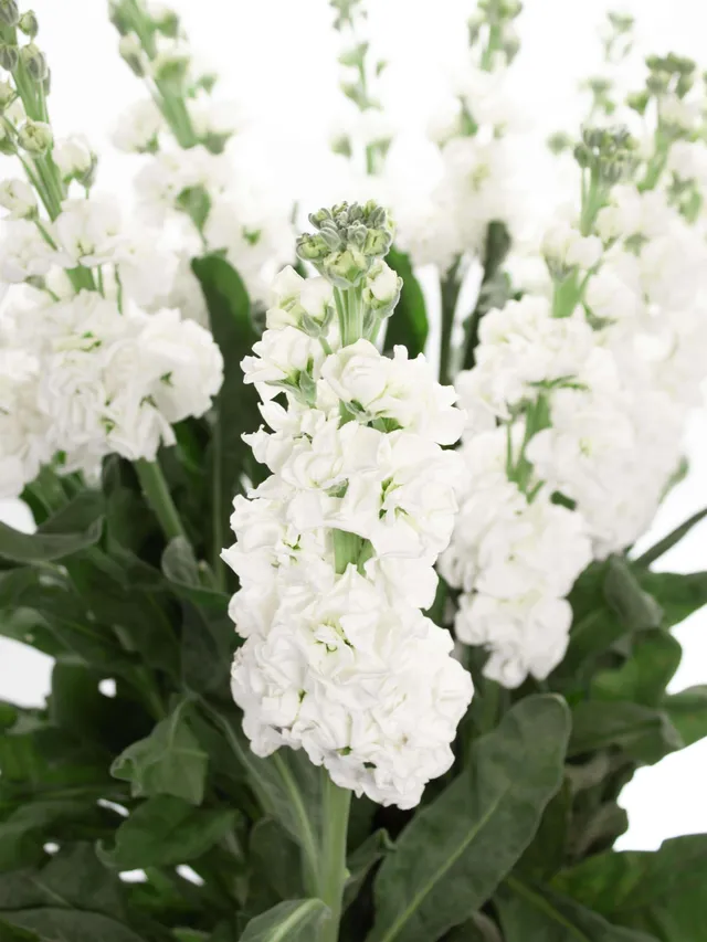 blumigo-levkojen-xl-wei-e-schnittblumen-frisch-duftend image 1