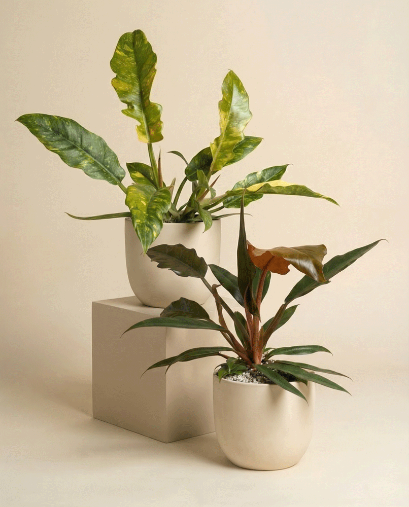 feey-variado-philodendron-duo-pluto-ring-of-fire image 5