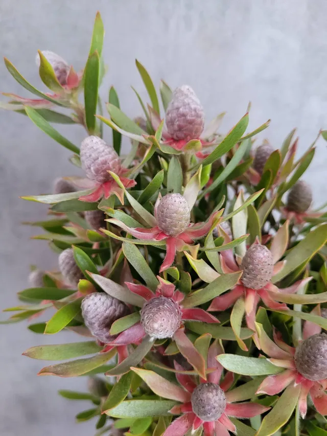 blumigo-proteen-leucadendron-ayoba-star-peal-gr-n-rot image 1