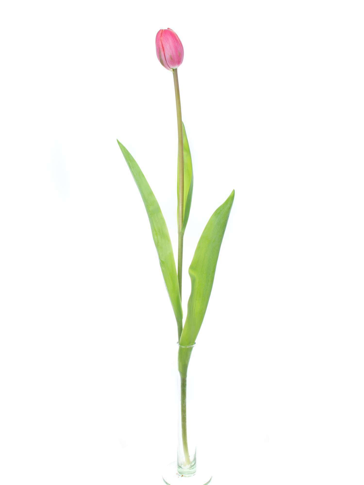 blumigo-tulpen-drumline-gef-llt-schnittblume-pink-creme-1-stiel image 5