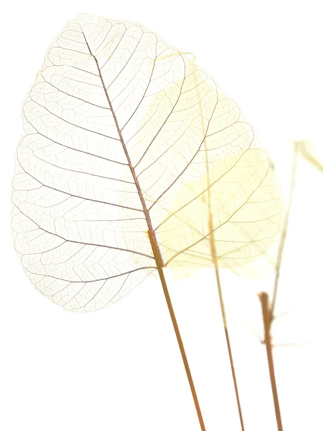 blumigo-trockenblumen-skelettbl-tter-trockenblume-gelb image 1