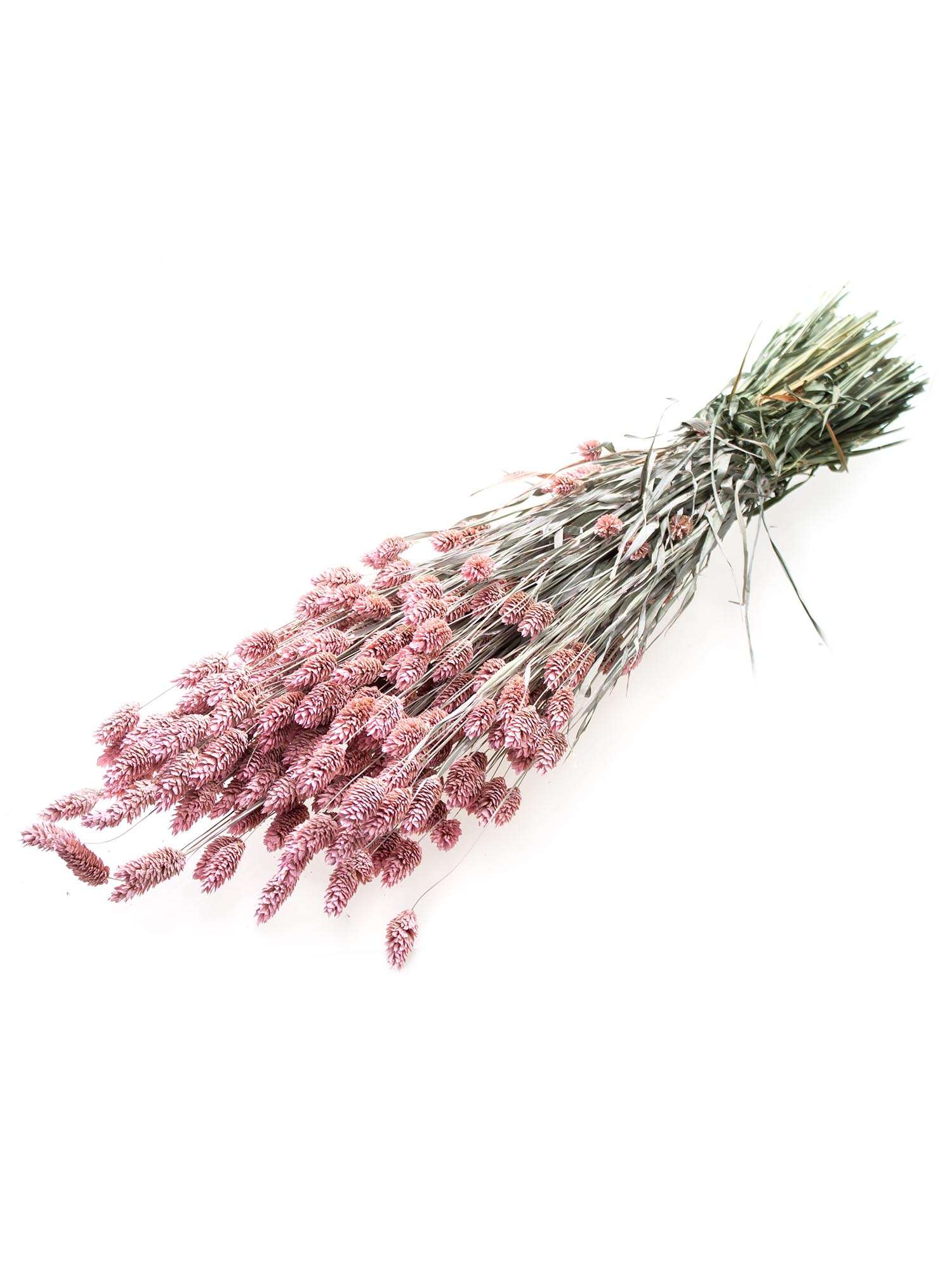 blumigo-phalaris-glanzgr-ser-trockenblumen-rosa-gefrostet image 3