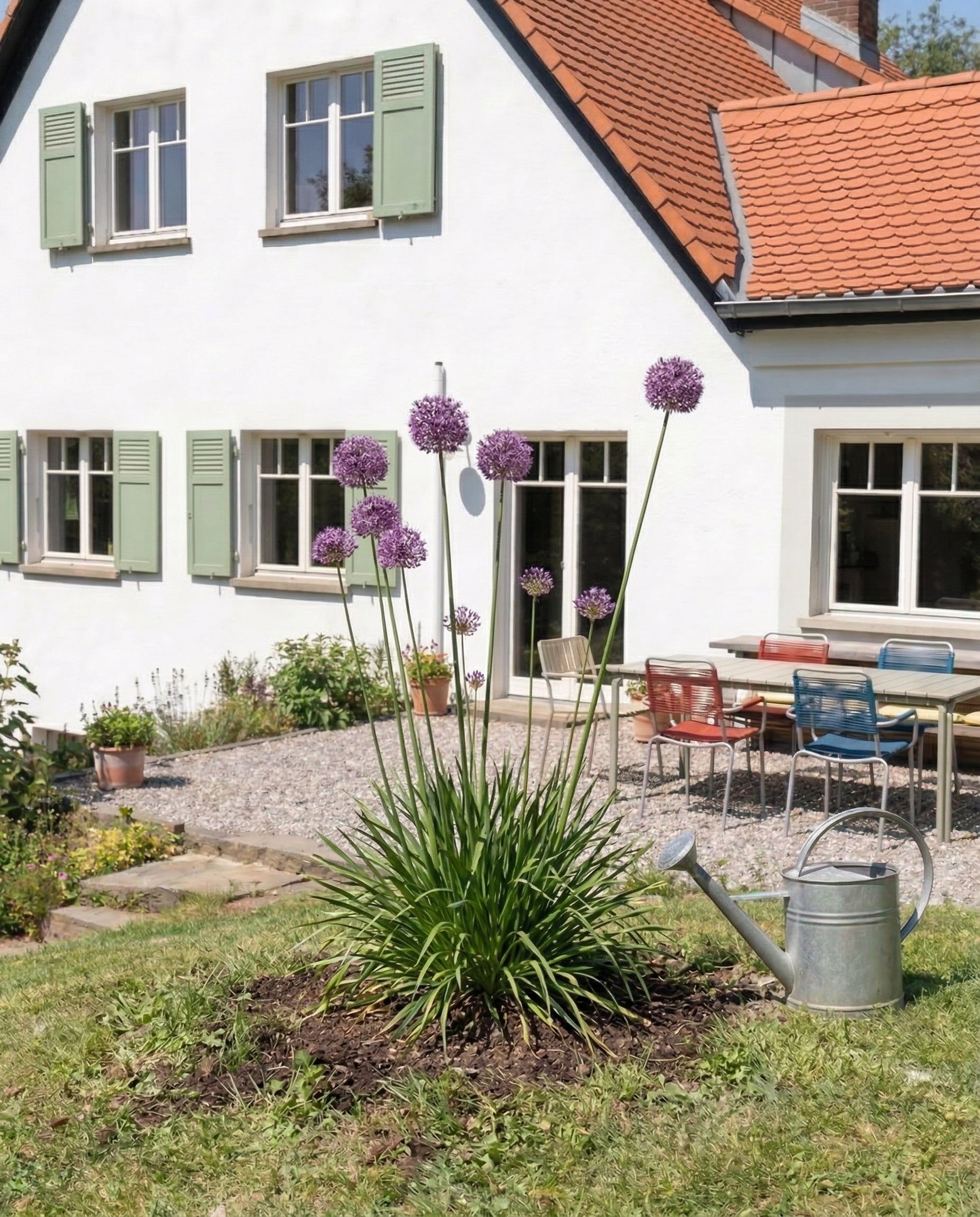 feey-amsterdam-allium-blumenzwiebeln-lila-2-stk-bienenfreundlich image 2