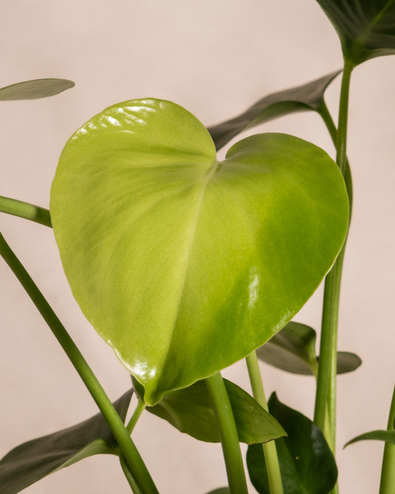 feey-bestseller-trio-pflanzenset-monstera-sansevieria-hoya-3tlg image 2