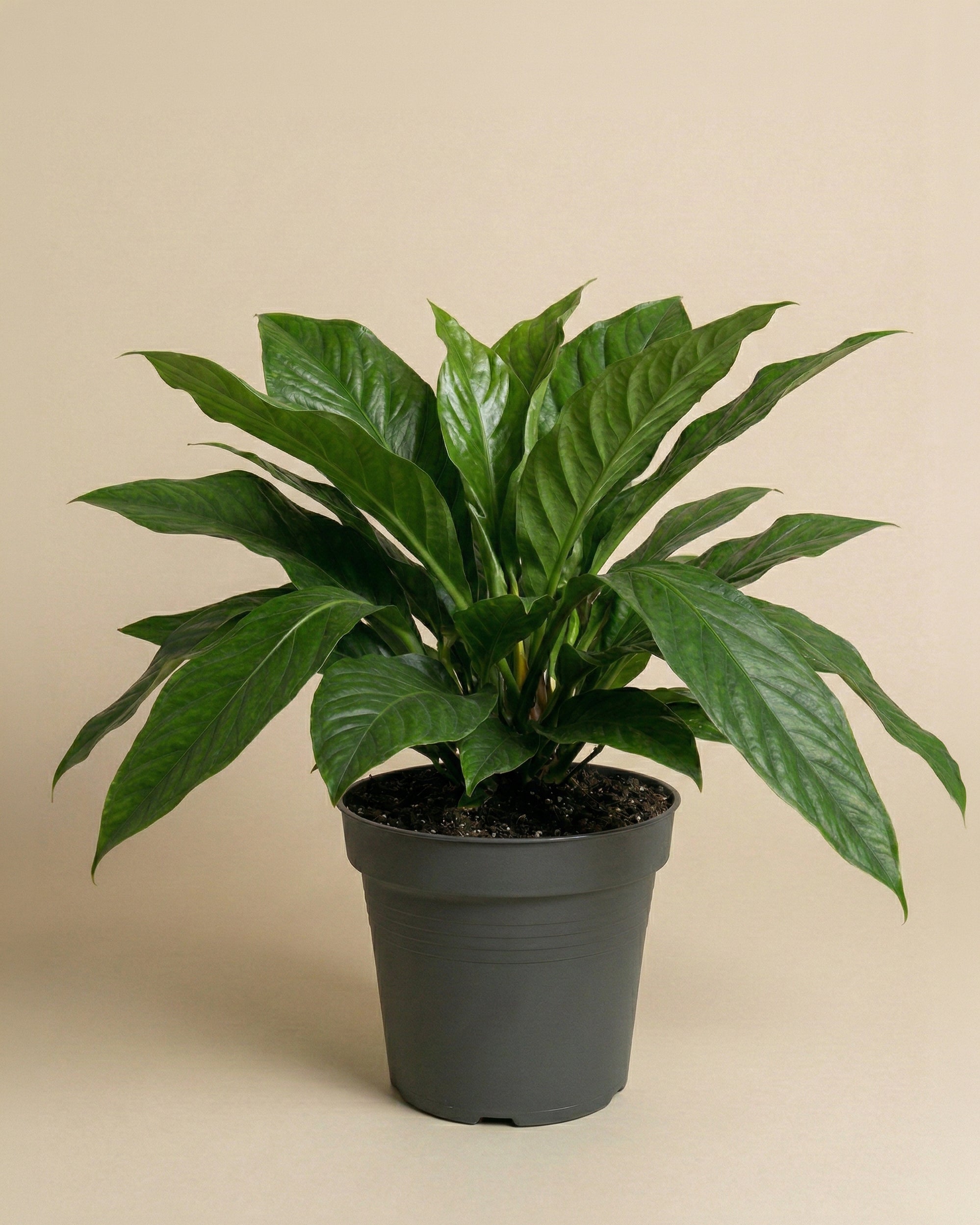 feey-variado-anthurium-jungle-bush-xl-zimmerpflanze image 3