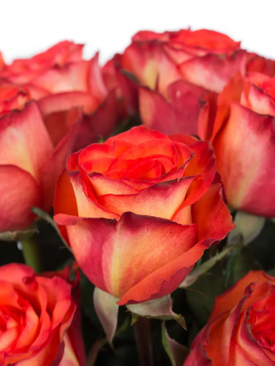 blumigo-rosen-high-and-magic-orange-schnittrose-orange image 1