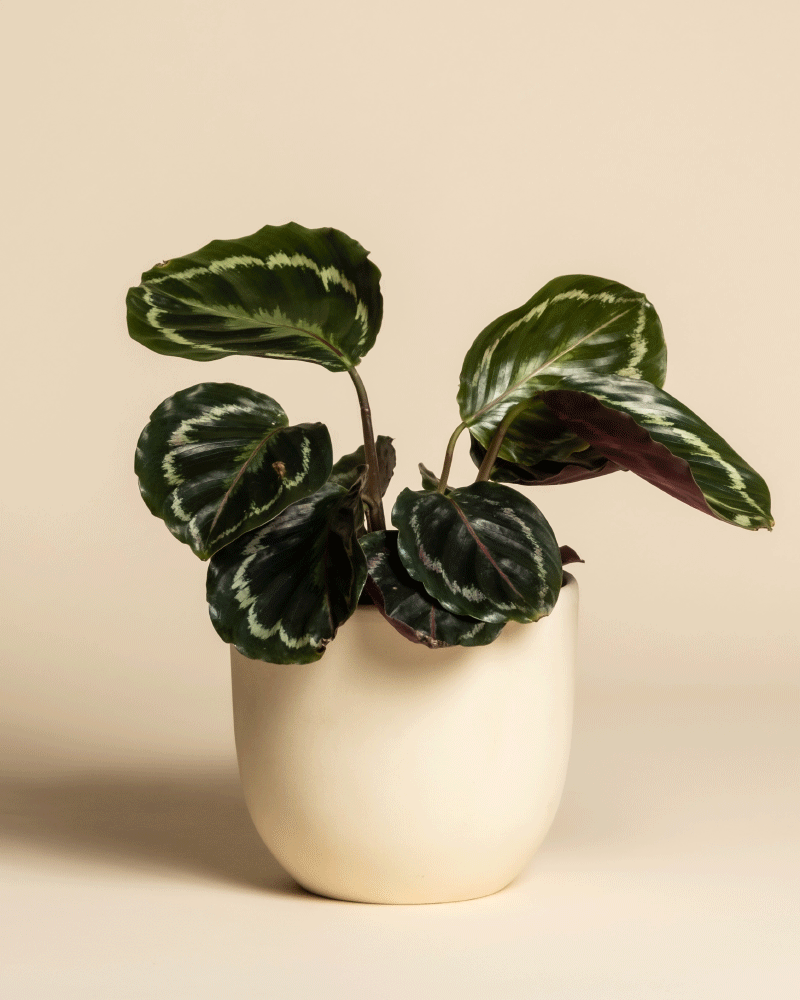 feey-variado-calathea-roseopicta-zimmerpflanze-klein image 6