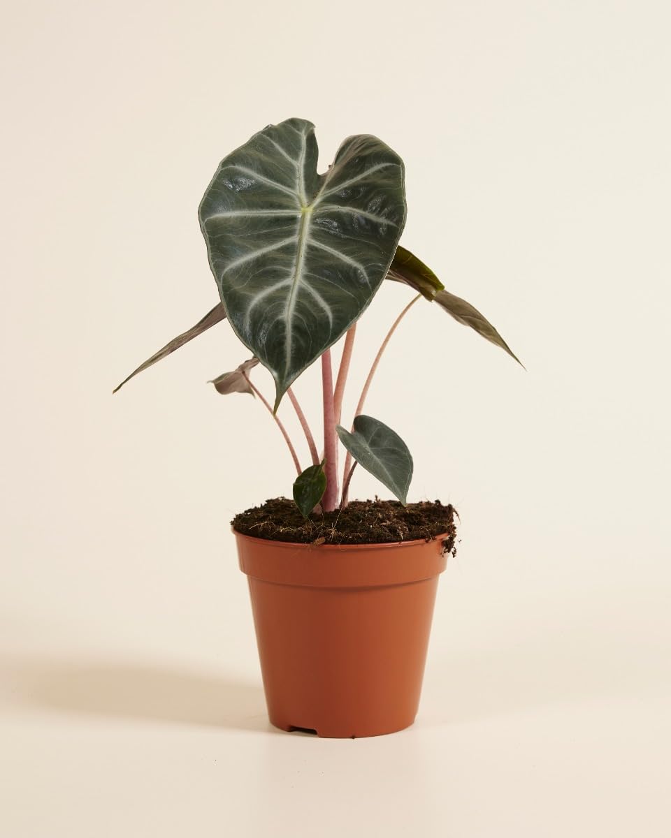 plnts-rareplnts-alocasia-pink-dragon-pfeilblatt-25-cm image 2