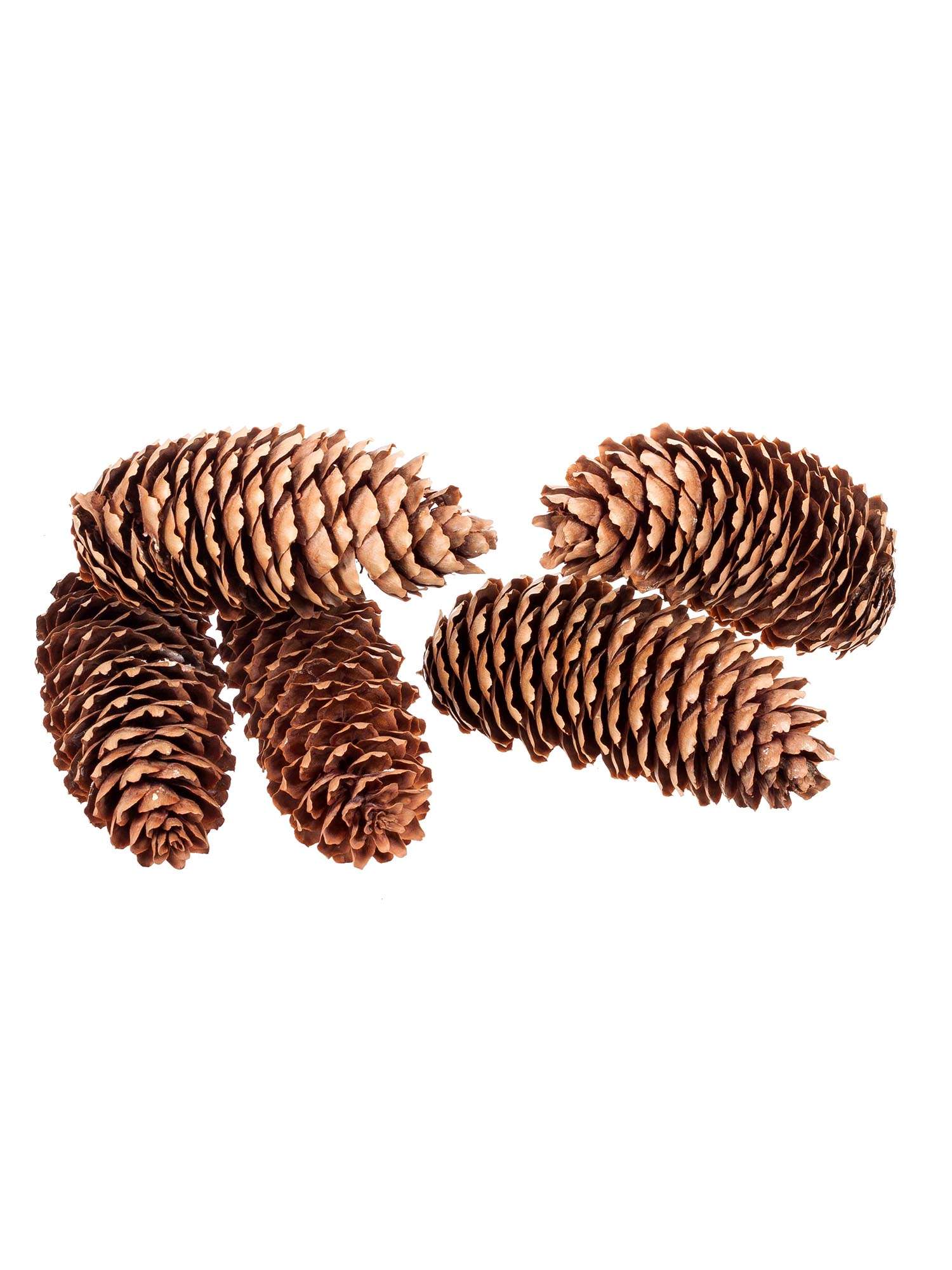 blumigo-herbstdeko-fichtenzapfen-natur-braun-5-st-ck image 2