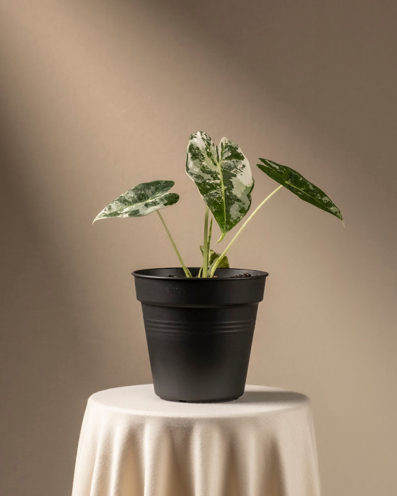 feey-variado-alocasia-frydek-variegata-zimmerpflanze-rarit-t image 3
