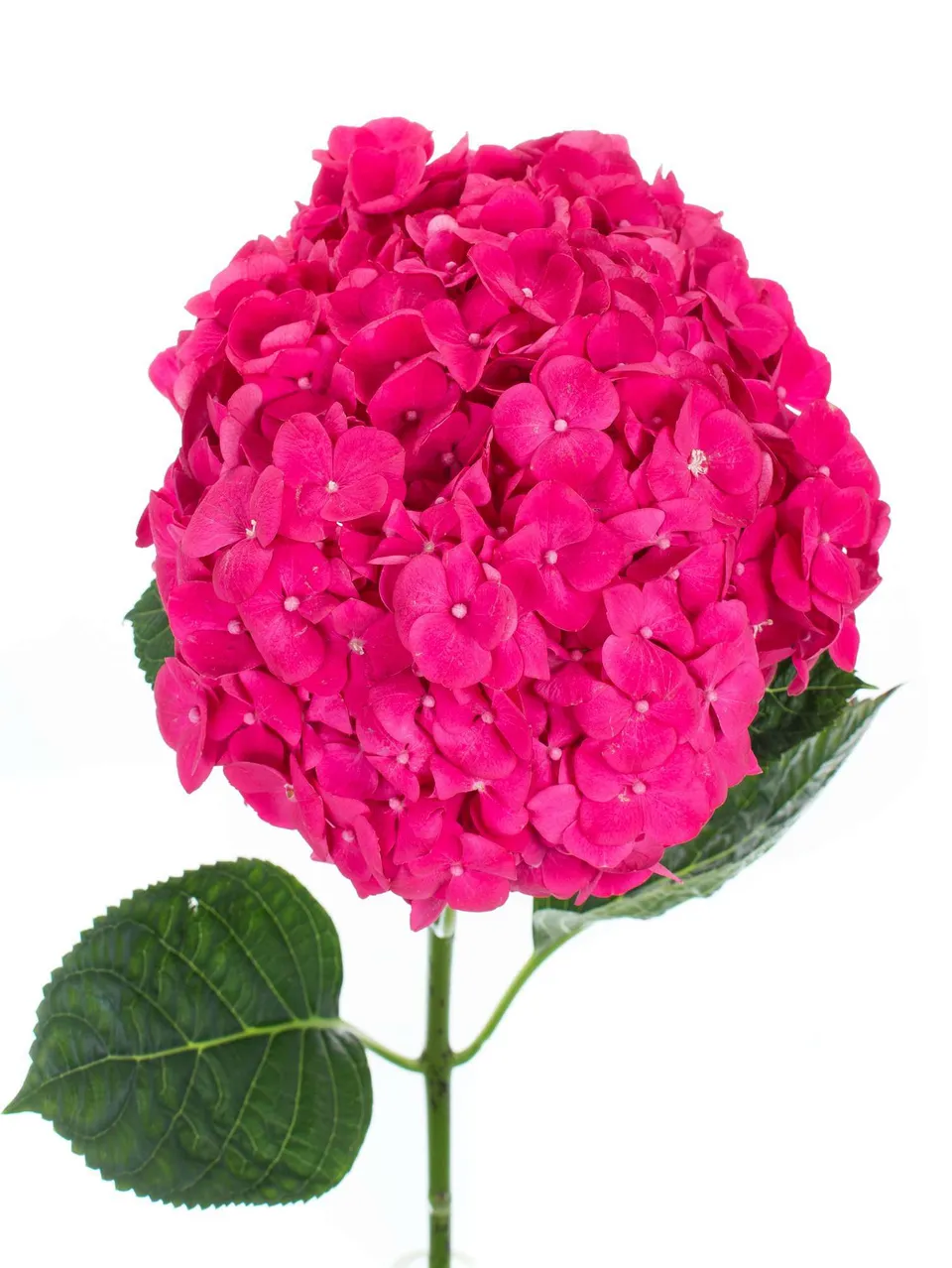 blumigo-hortensie-magical-cerise-schnittblume-pink image 1