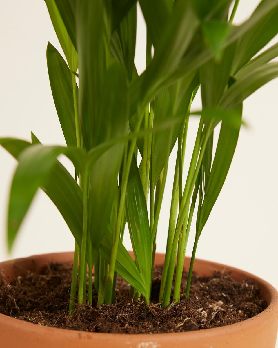 plnts-rareplnts-areca-lutescens-12-cm-topf-35-cm-palme image 4