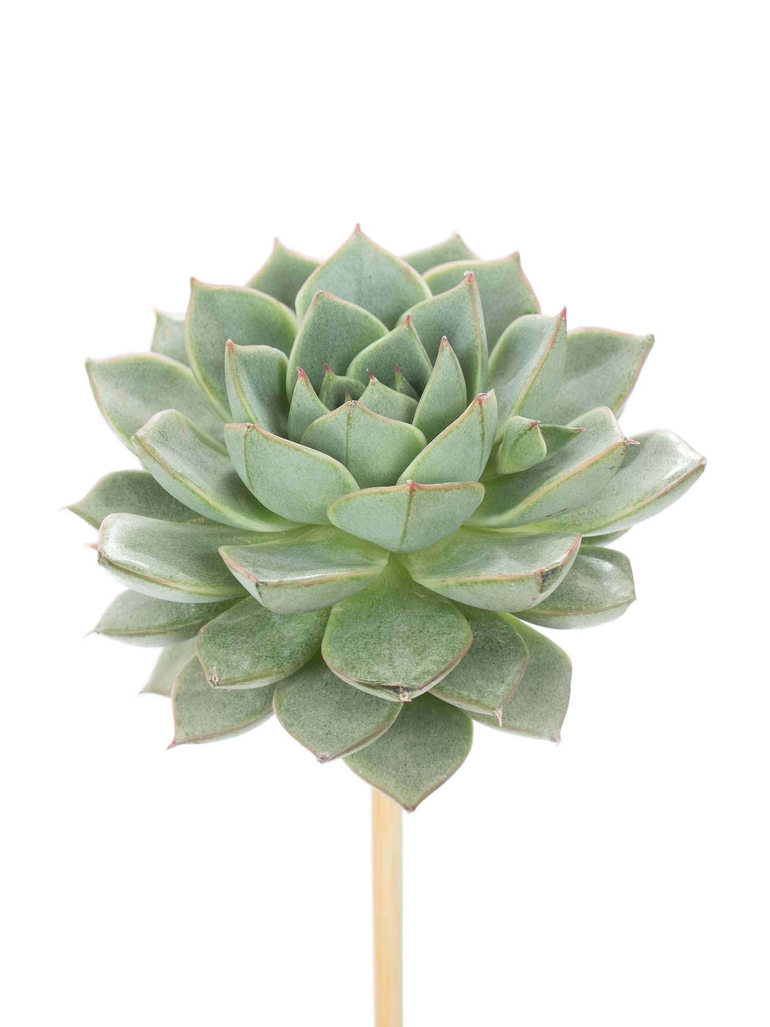 blumigo-blattwerk-echeverien-sukkulenten-gr-n-stab image 1