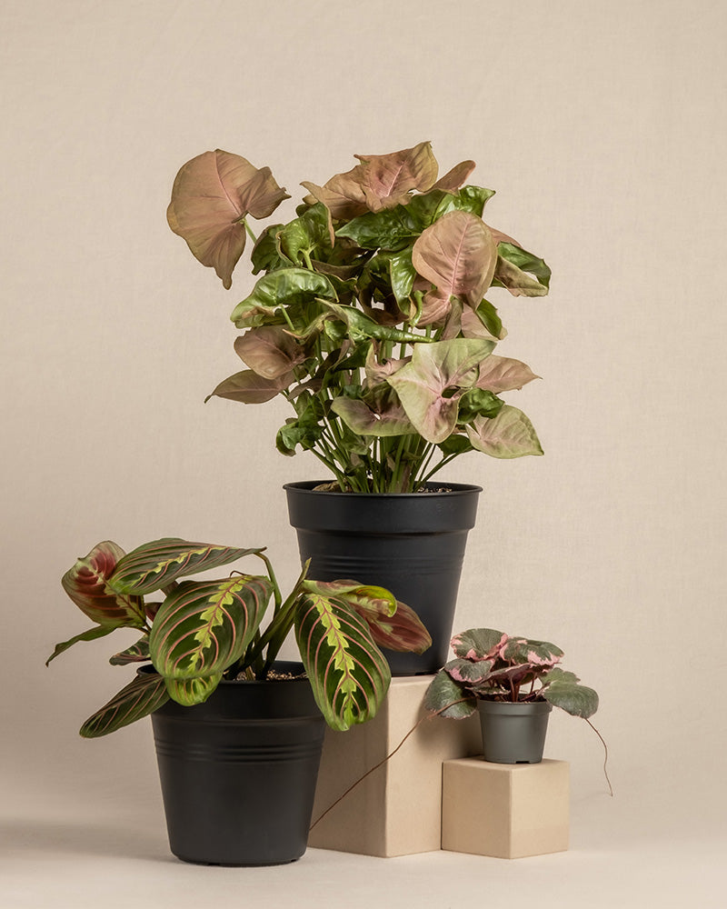 feey-pflanzen-trio-maranta-syngonium-saxifraga-ohne-topf image 3
