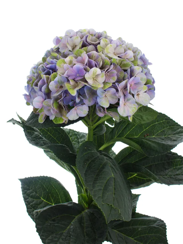 blumigo-hortensie-magical-coral-schnittblume-blau-lila-gr-n image 1