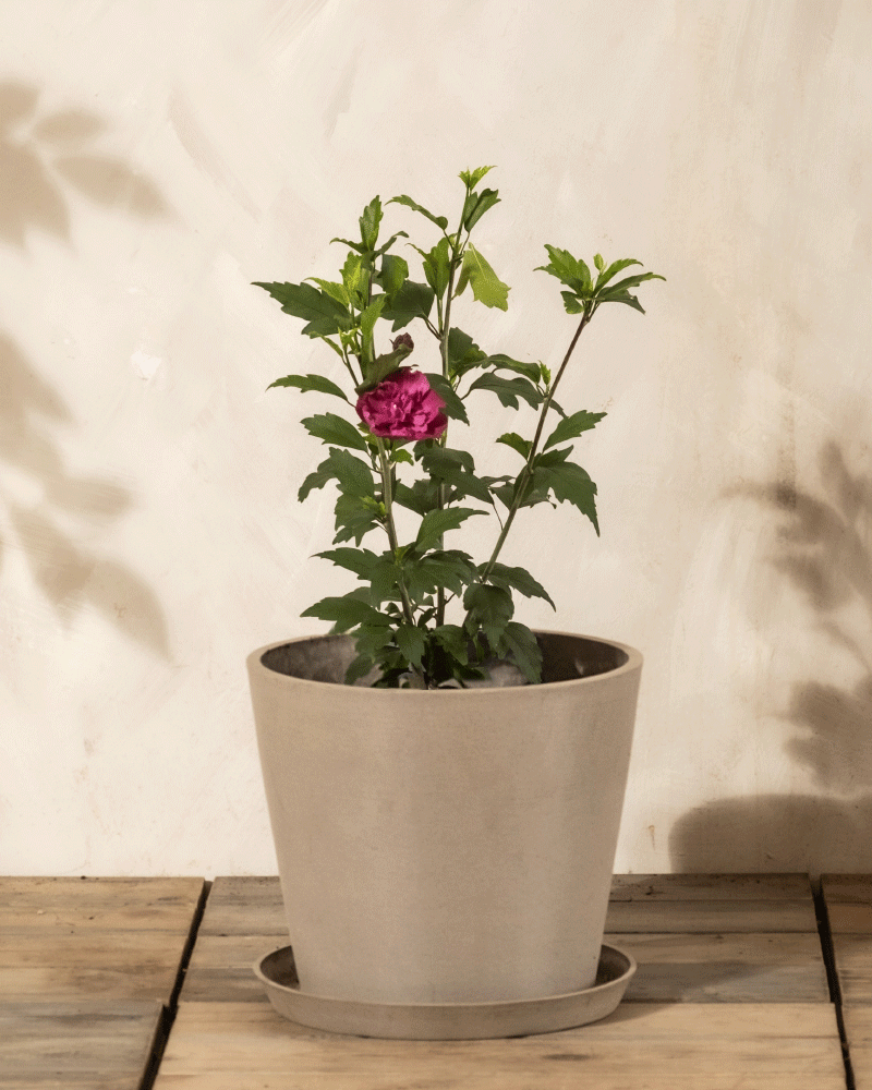 feey-amsterdam-pinker-hibiskus-strauch-winterhart-1-2-m image 5