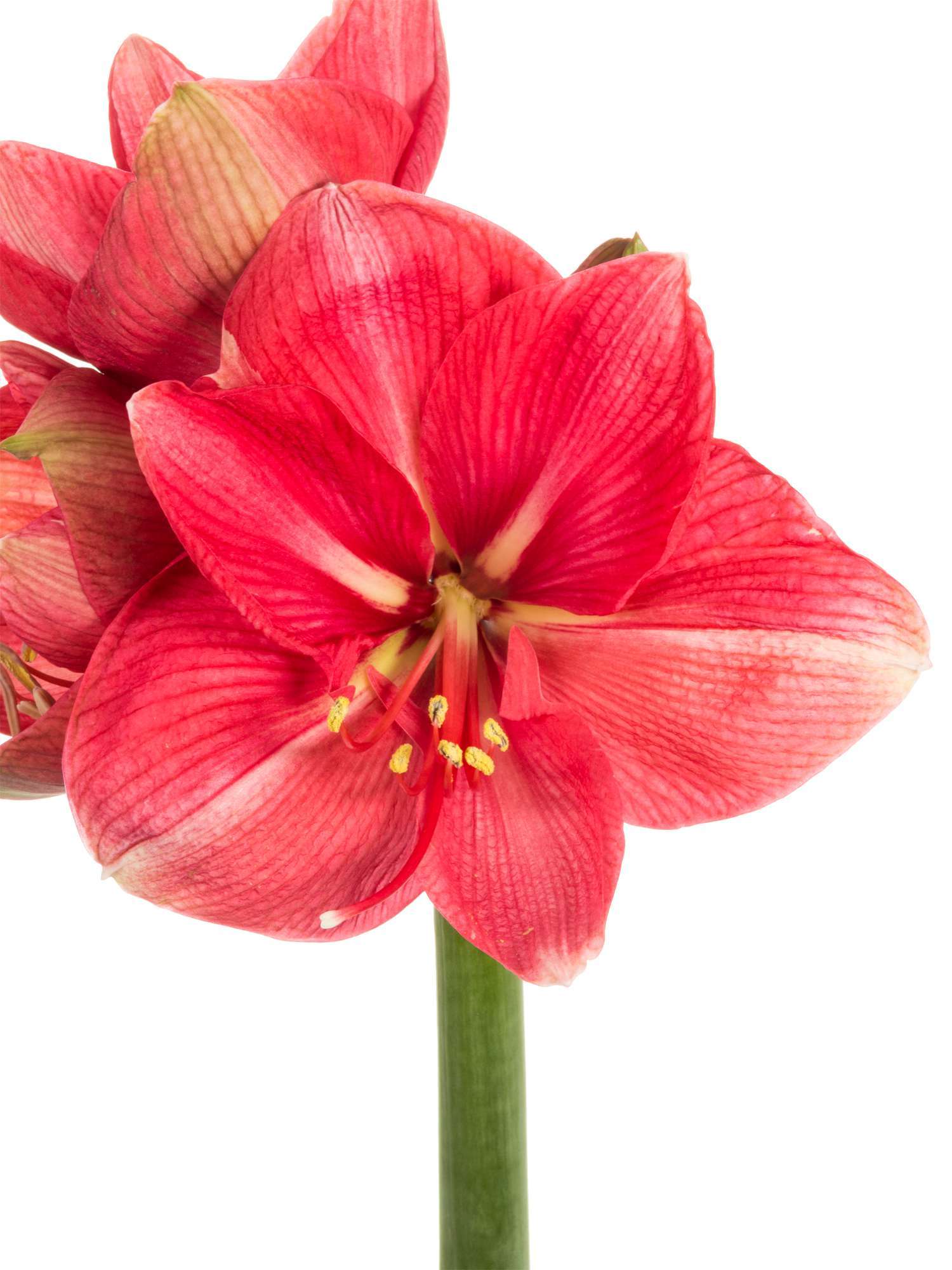 blumigo-amaryllis-hercules-schnittblume-pink-knospig image 5