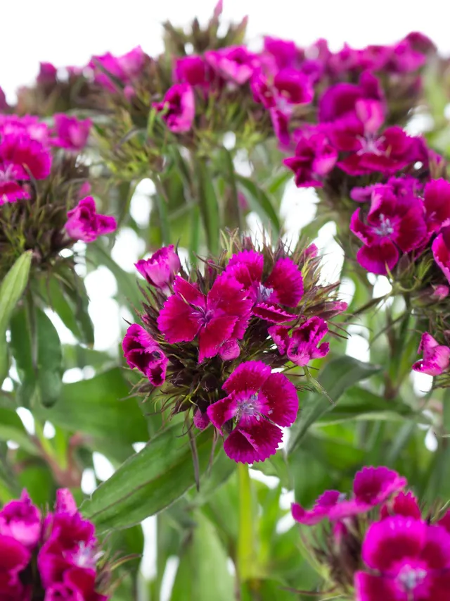 blumigo-nelken-bartnelken-schnittblumen-pink-st-ck image 1