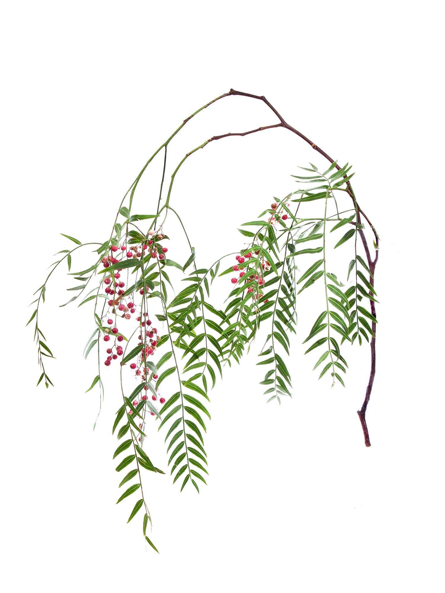 blumigo-pfefferbeeren-shinus-molus-pink-rot-bund image 3